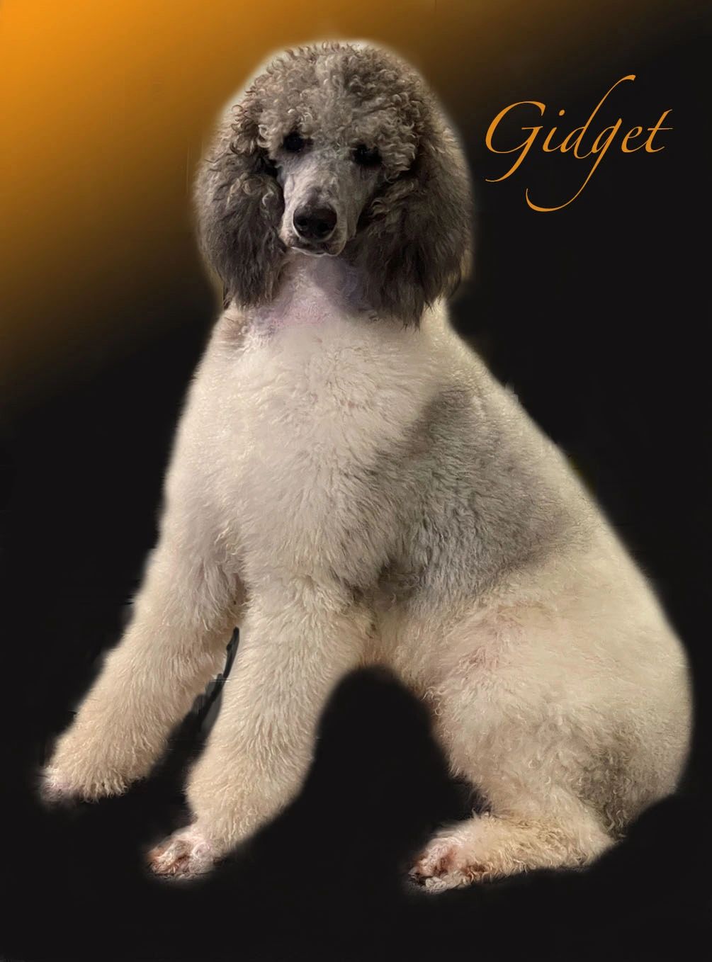 standard poodle, silver and white