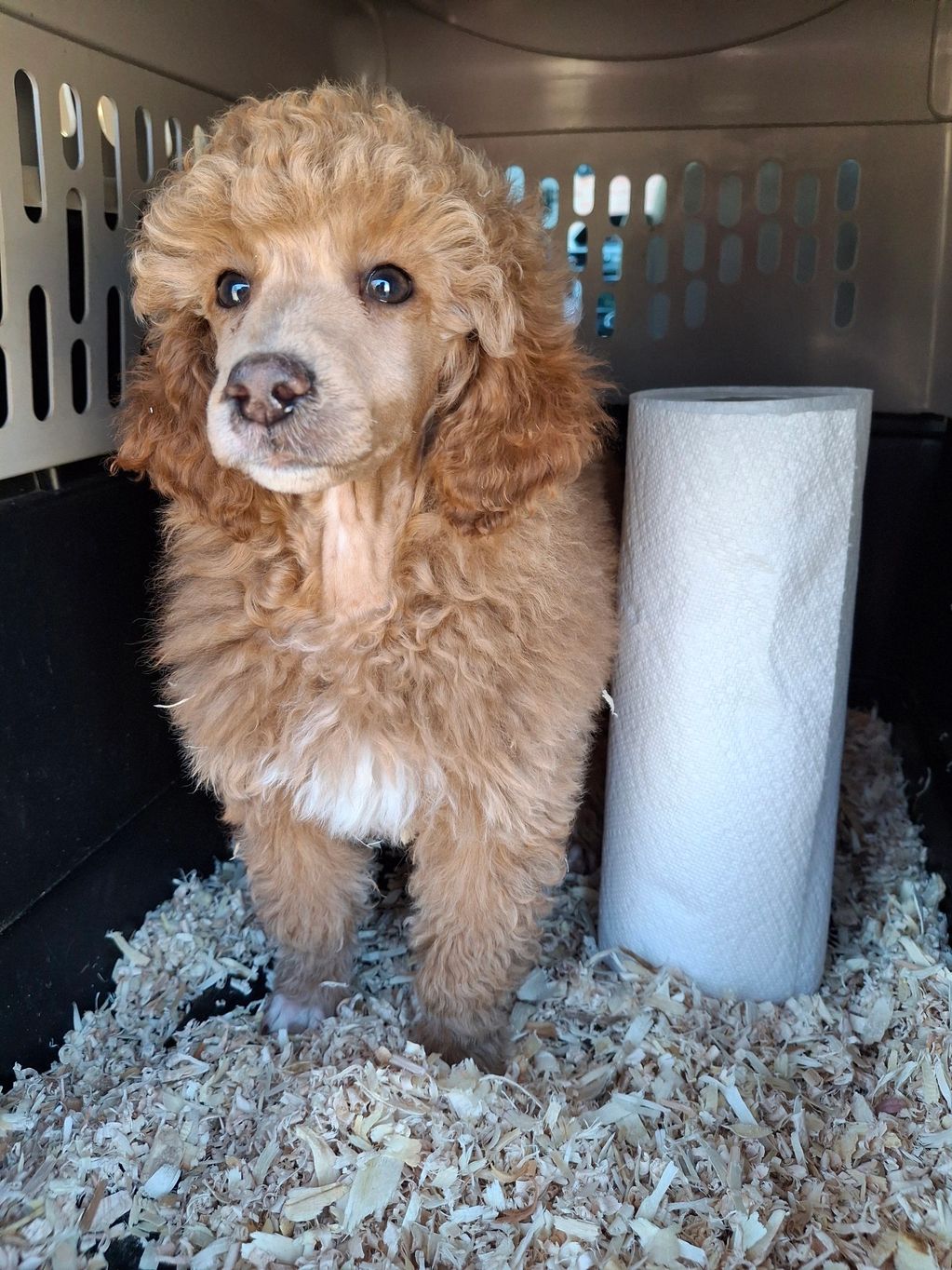 Dolly ACK miniature poodle