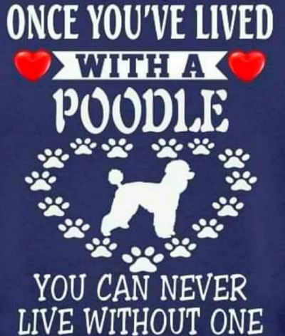 Love poodles 