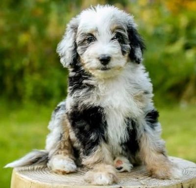 Aussiedoodle puppy 