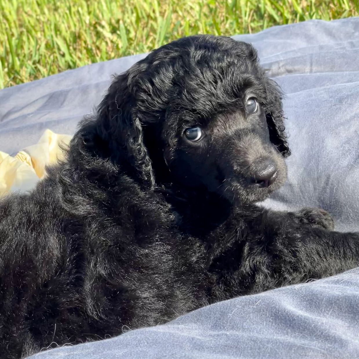 A Black Color Fur Dog With Large Eyes