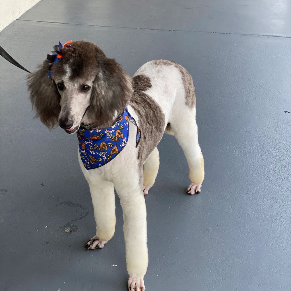Gidget AKC poodle standard