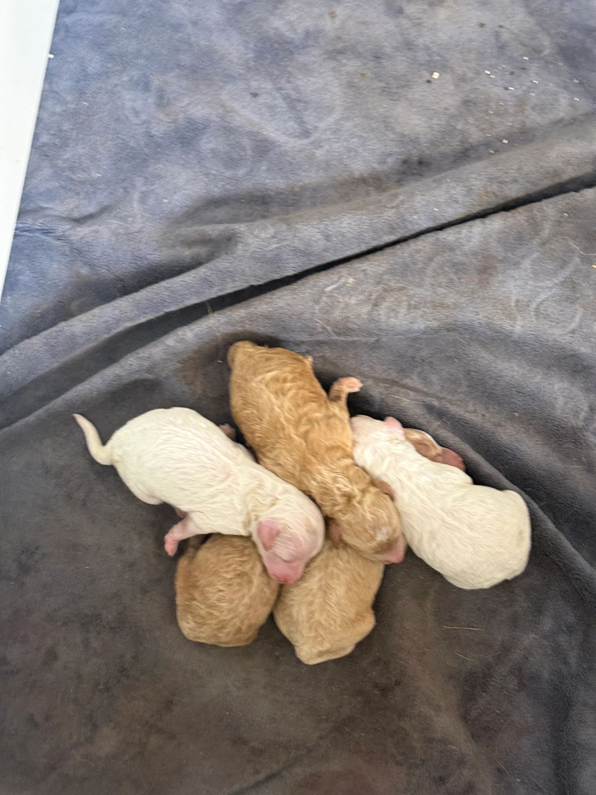New bron mini poodle puppies 