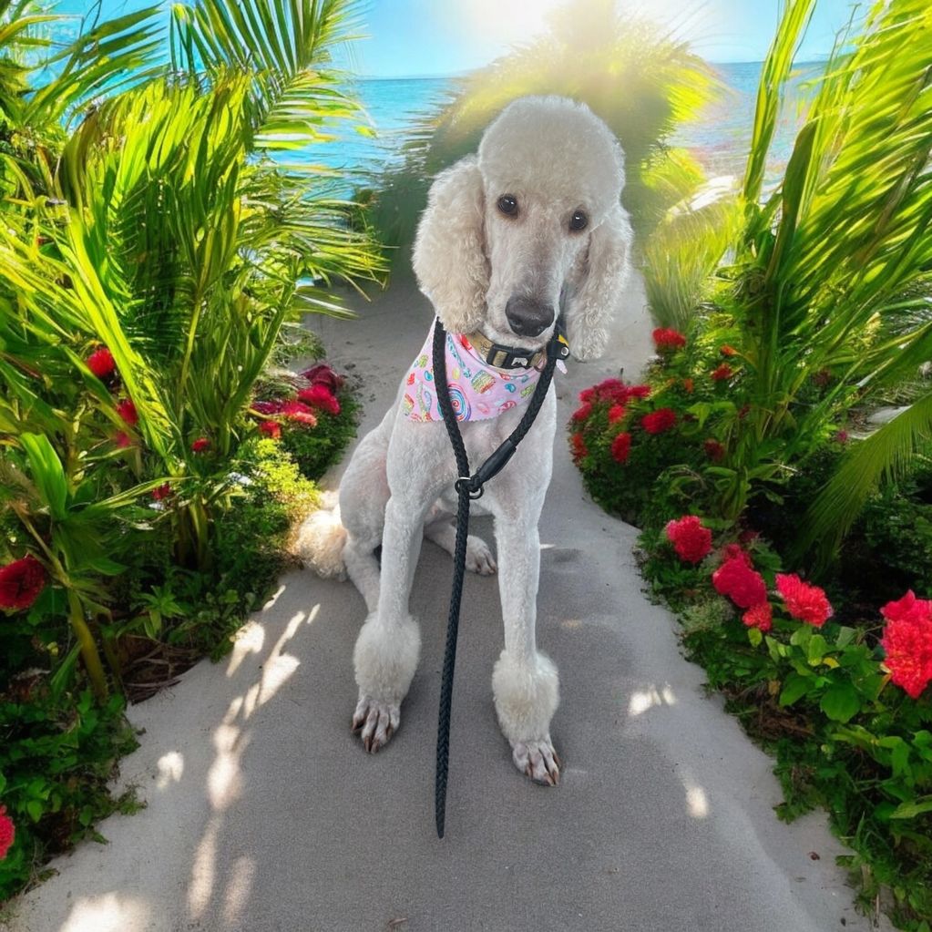 Charm AKC standard poodle 