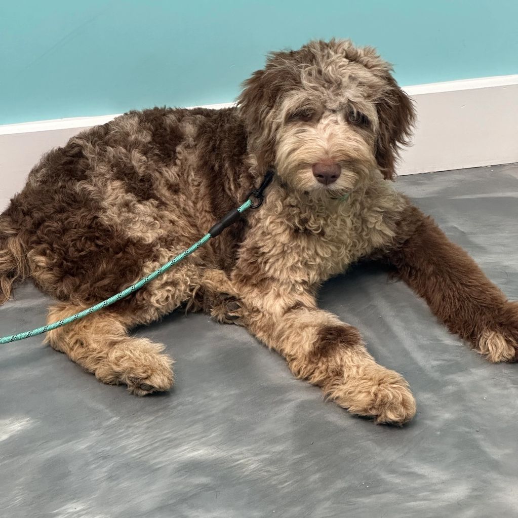 Oliver F1 Aussiedoodle 