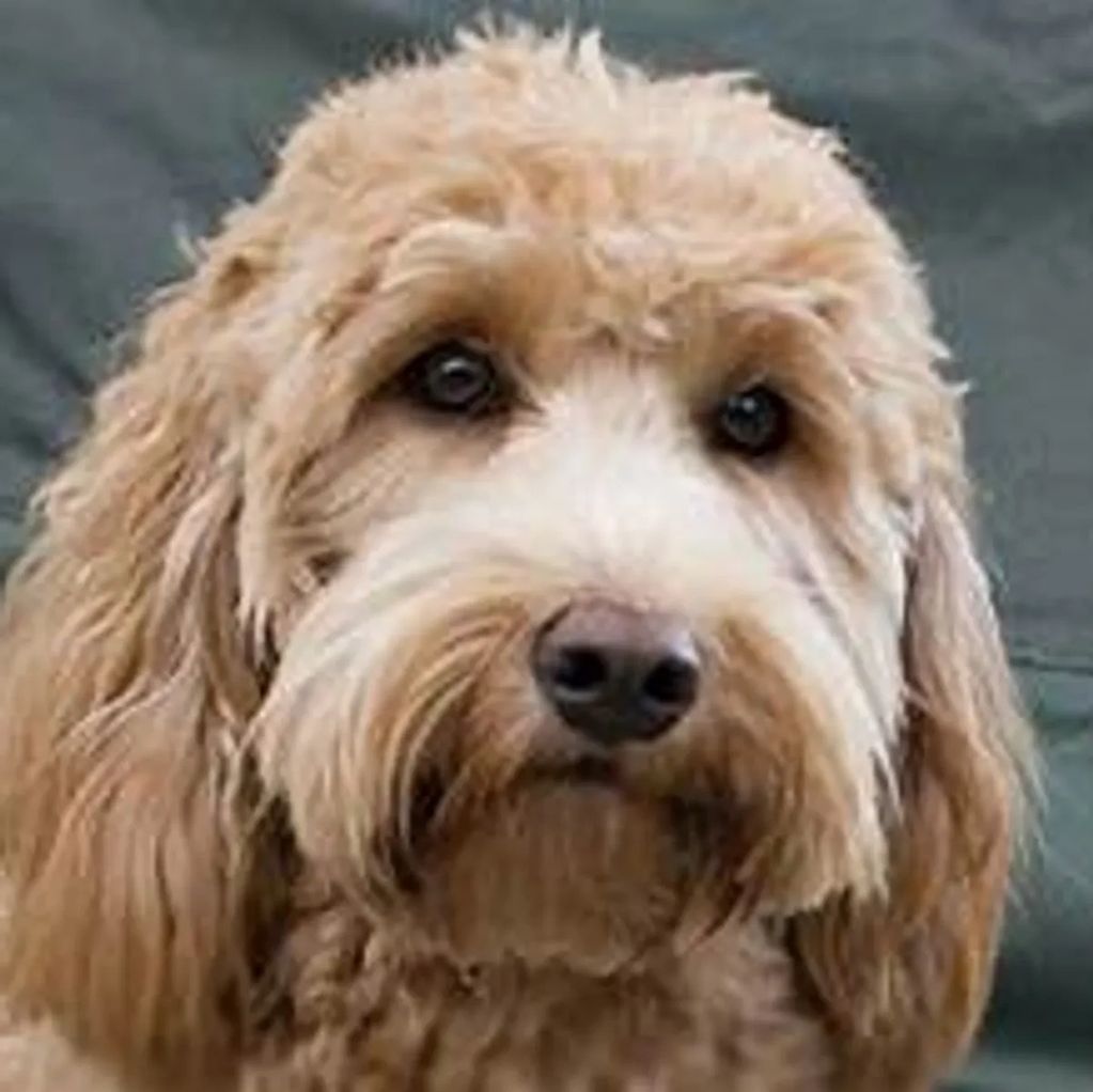  F1 golden doodle