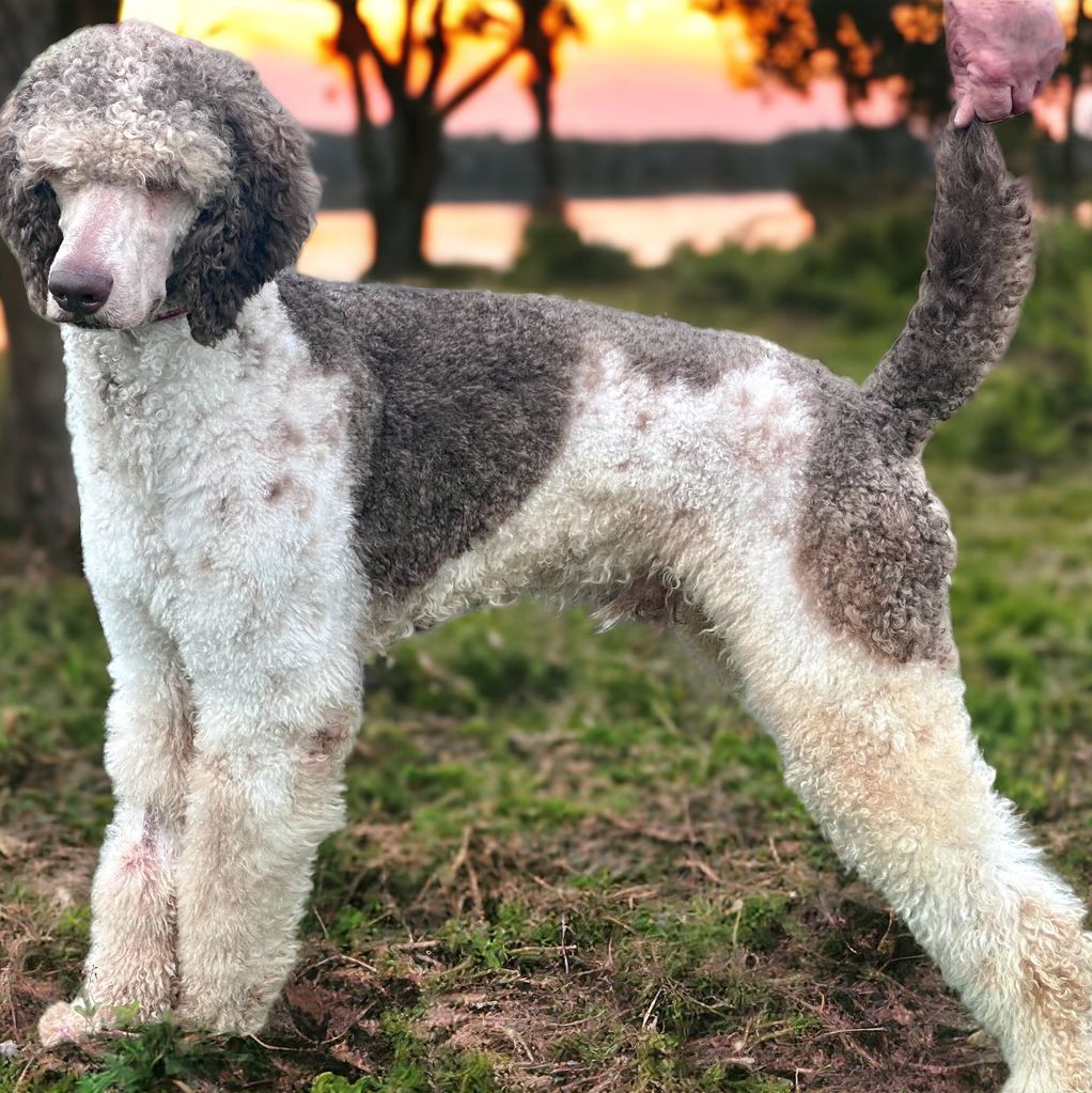 whiskey AKC standard Poodle