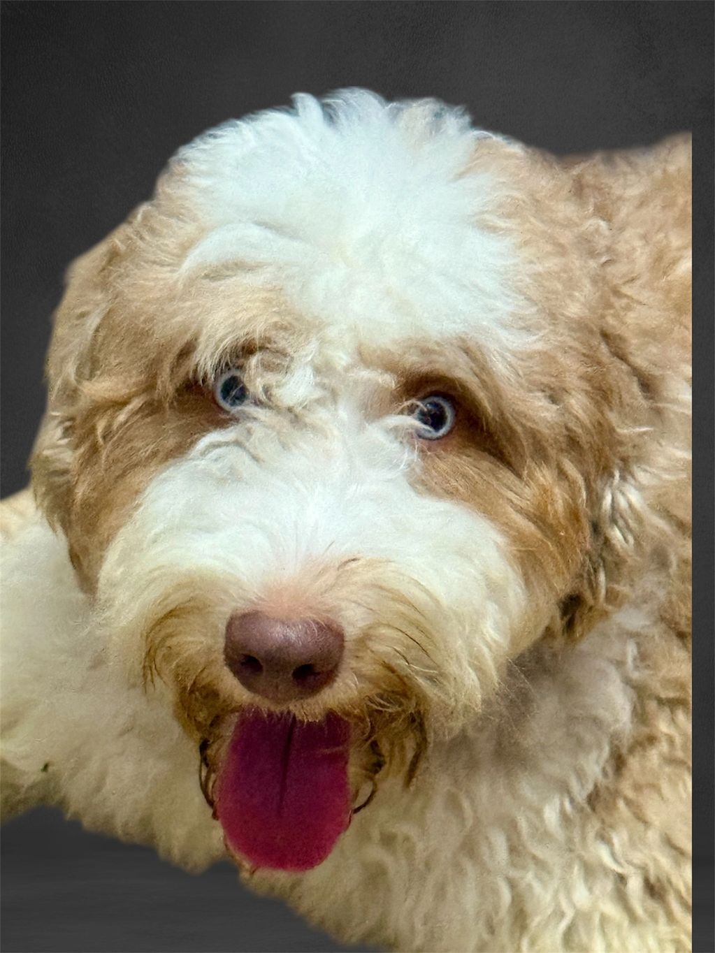 Molly F1 Aussiedoodle