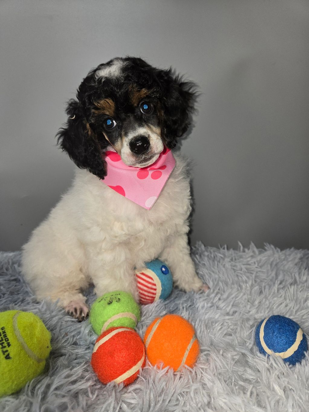 Marshmallow AKC miniature Poodle