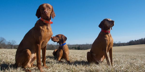 canine assisted therapy