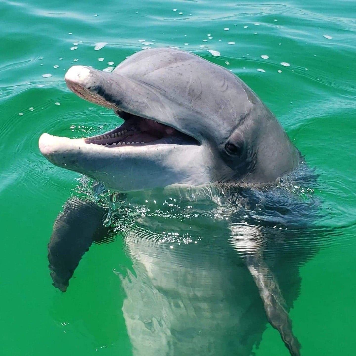 Morning 9:00 - 12:00 Dolphin and Snorkel Tour