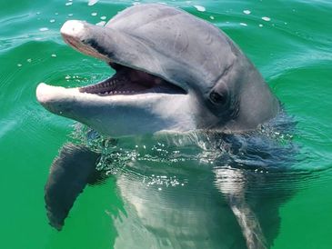 Dolphin and Snorkel - Salty mary charters and excursions