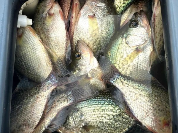 Lake Eufaula crappie guide
Lake Eufaula crappie fishing guides
crappie fishing lake eufaula
eufaula