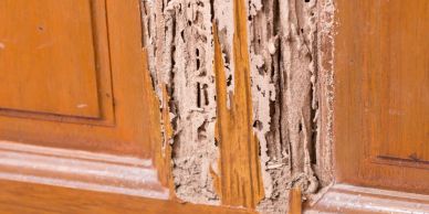 Wood damaged by termites, showing extensive hollowing.