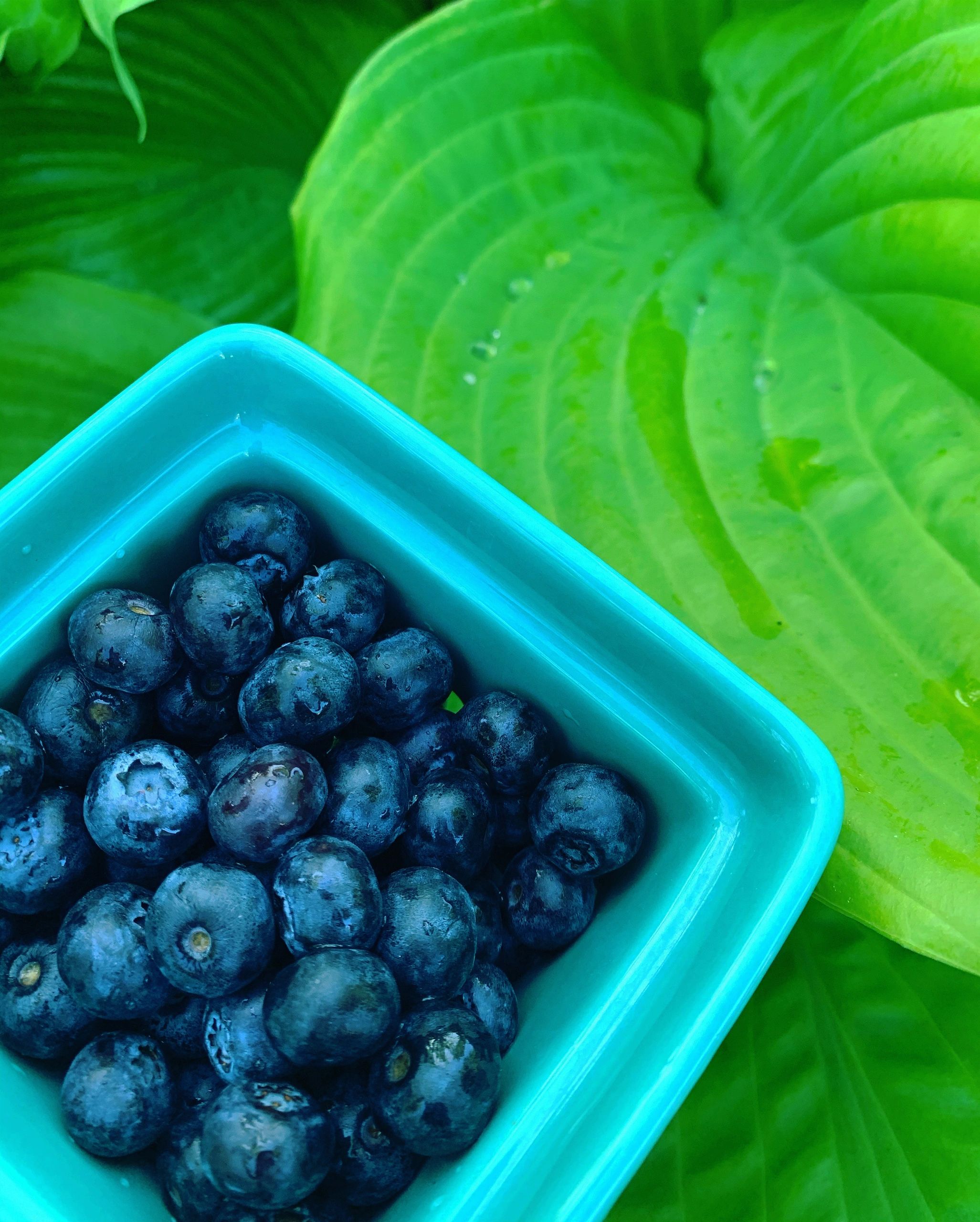 blueberries, fruits 