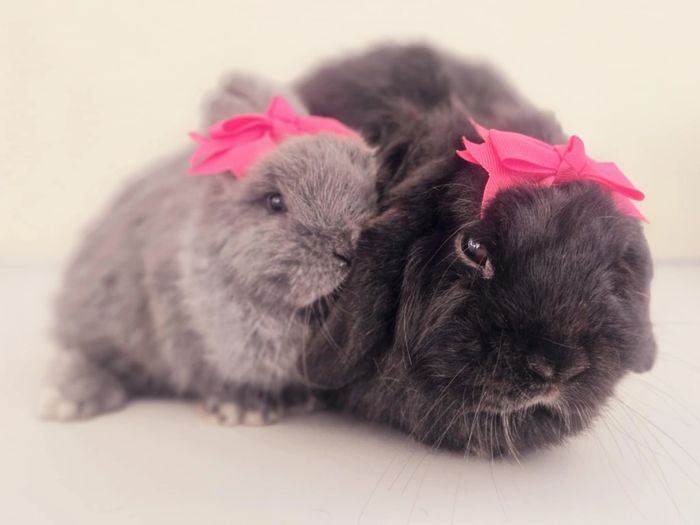 Holland Lop mother bunny and her baby bunny.