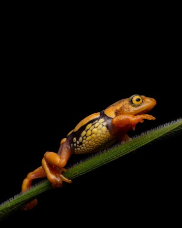 Colorful small frog on a green stem against black background.