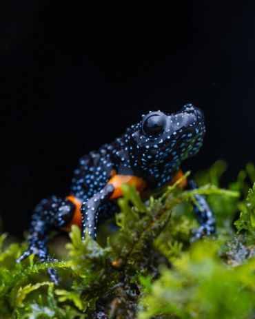 A black and blue spotted frog with orange bands on moss.
