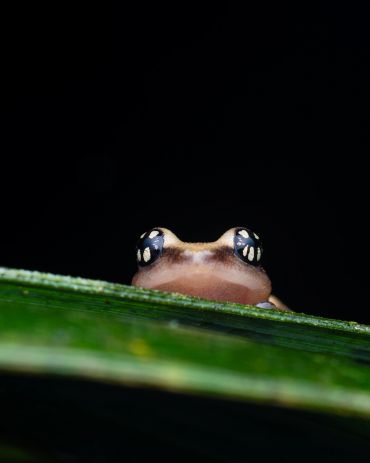 Tiny frog peeking over a leaf at night.