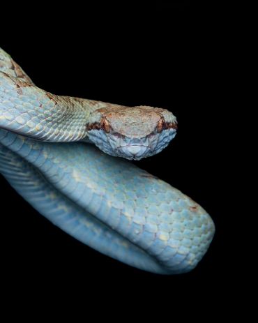 Close-up of a blue snake head against black background.