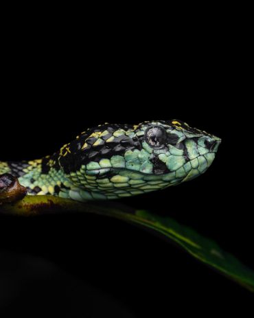 Close-up of a green and black patterned snake head.