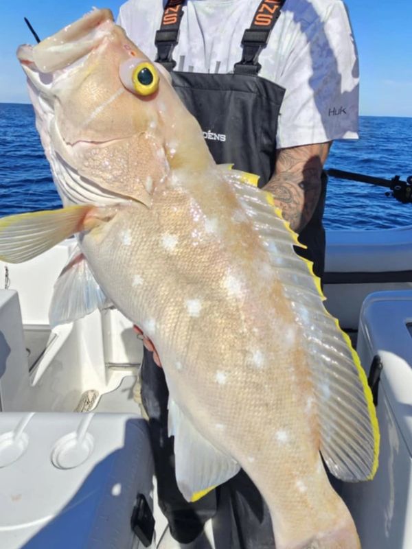 Beautiful yellow edge grouper 