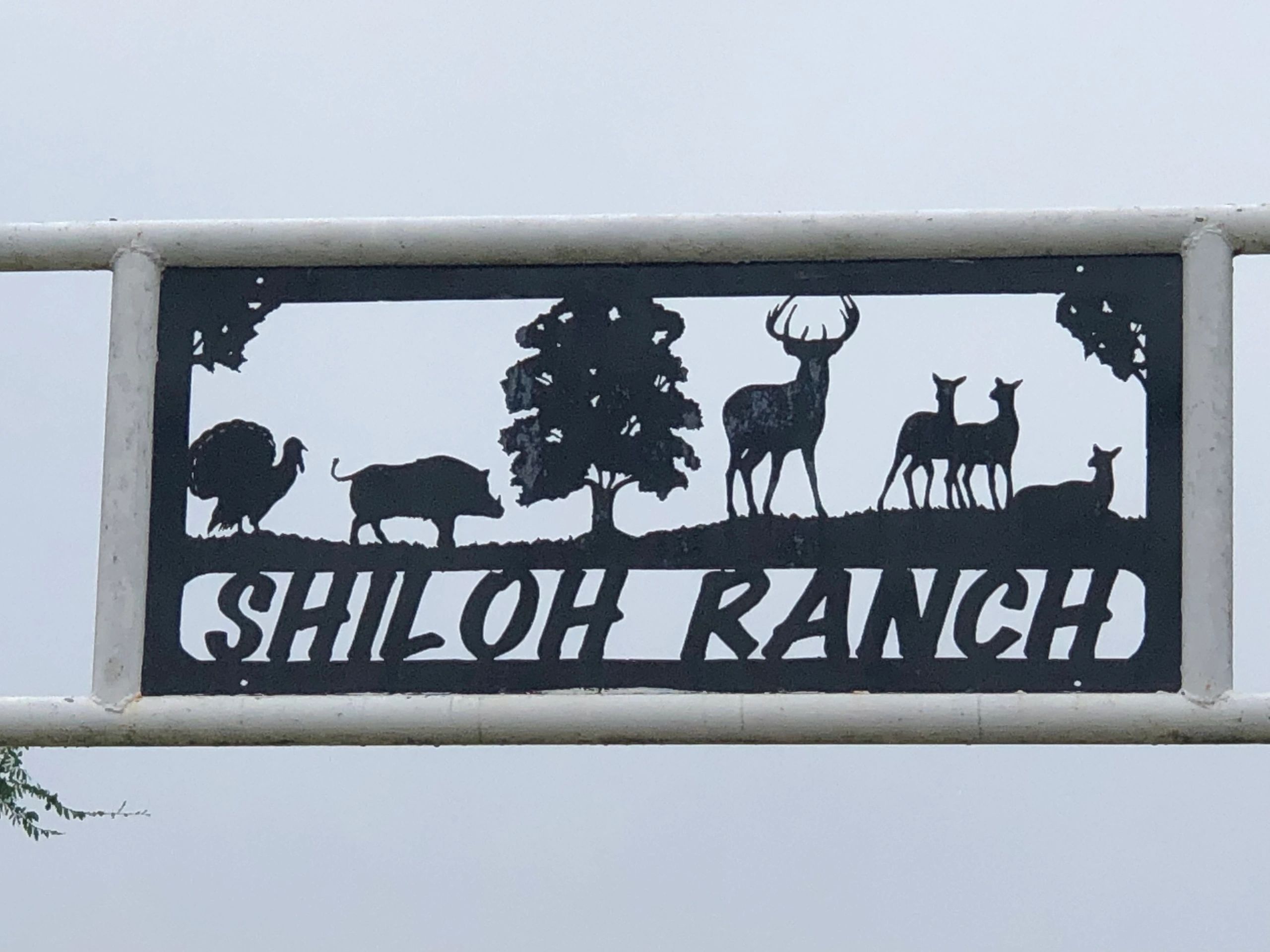 shilohranchhoghunting.com