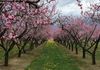 Spring Tunnels