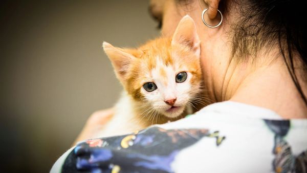 médica veterinária com gato ao colo na Clínica Casa dos Animais em Luanda