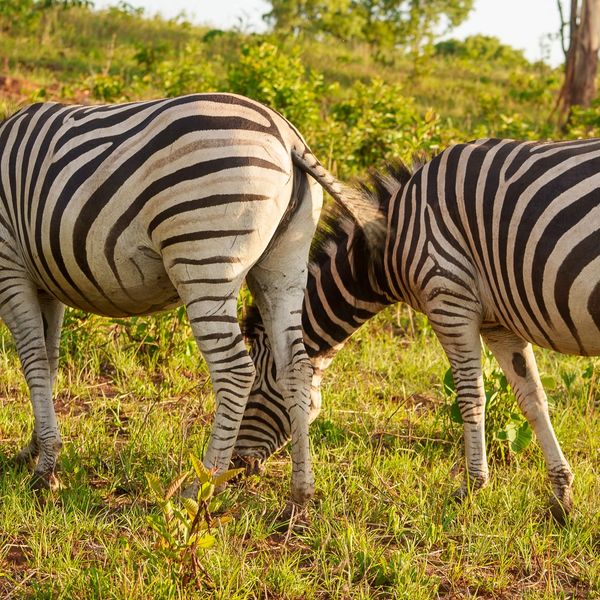 Malawi zebra wildlife safari