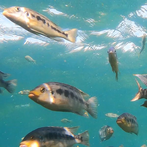 african cichlids in Lake Malawi