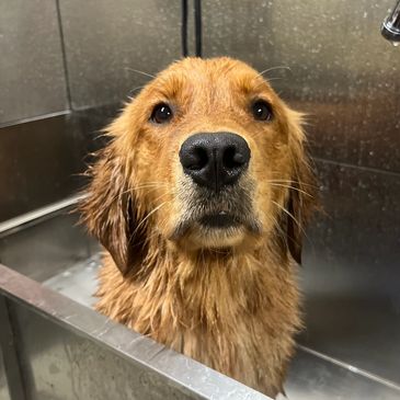 grooming services are available 