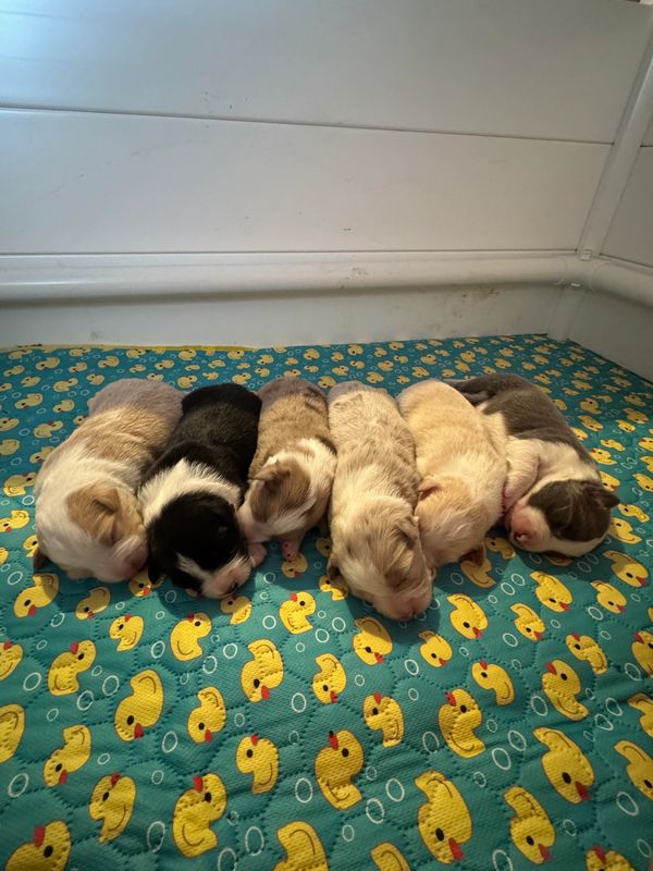A row of newborn puppies sleeping on a duck-patterned blanket.