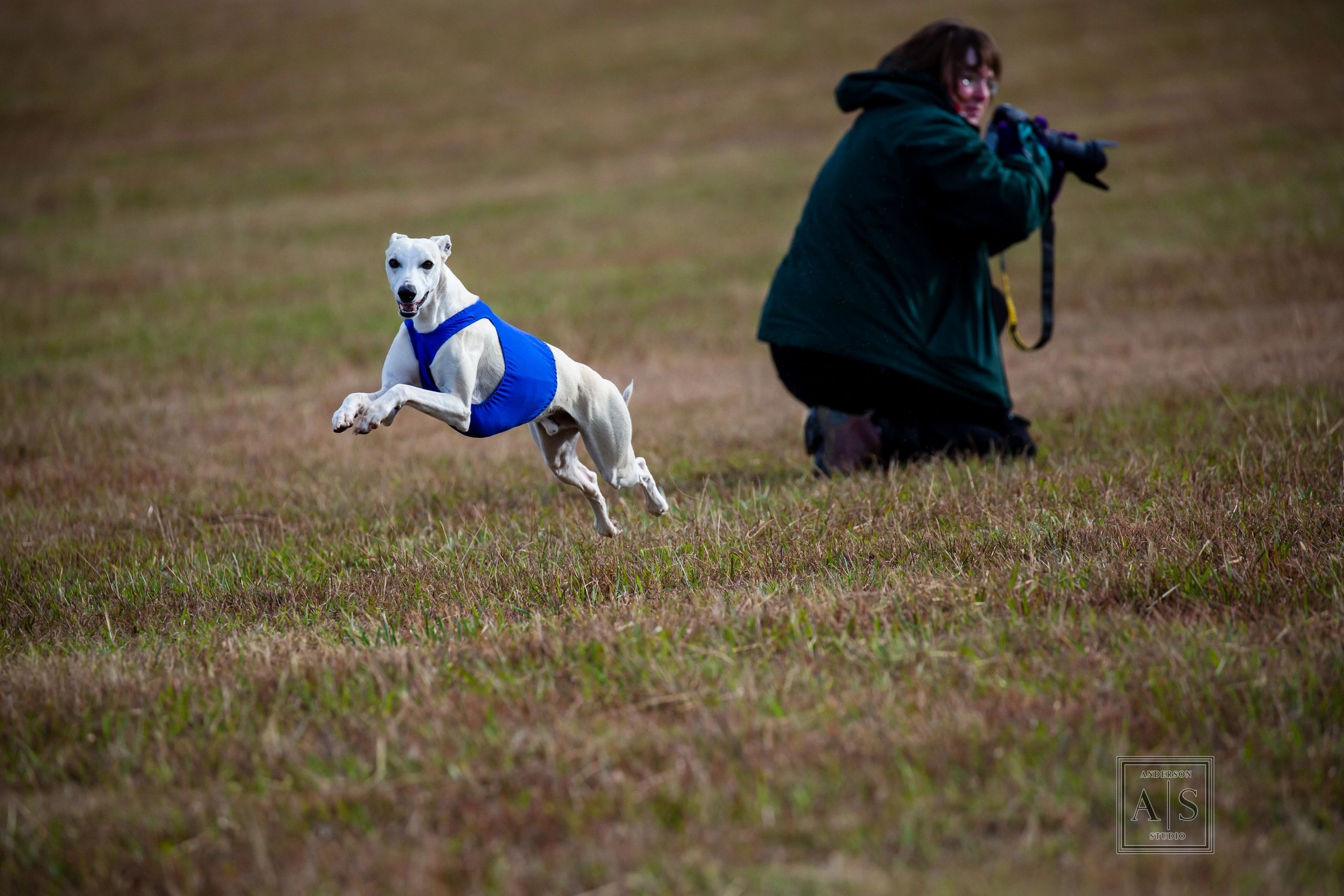 Greyhound Crossroads - Lure Coursing