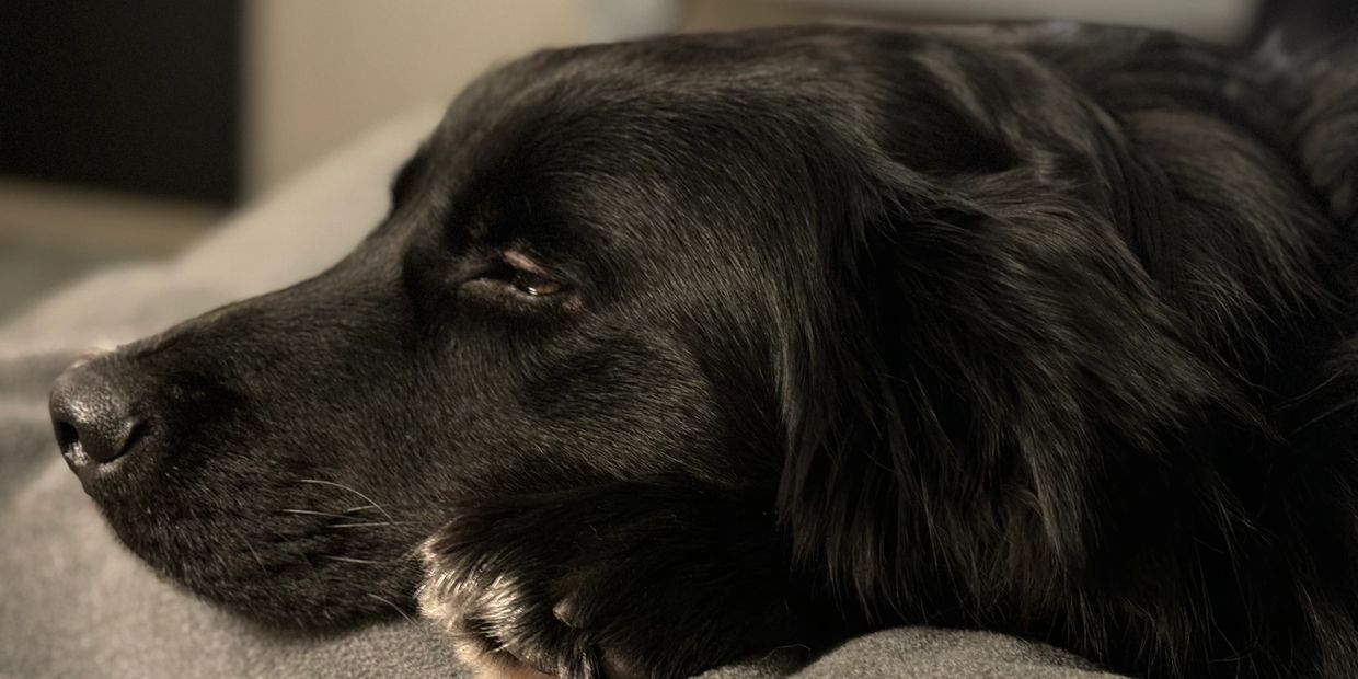 Black dog resting peacefully with eyes half-closed.