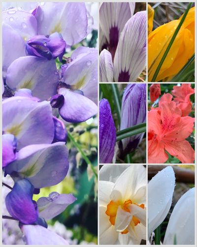 A collage of vibrant spring flowers with dew drops.