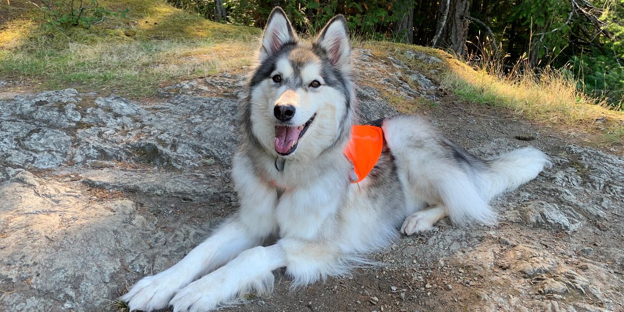 Happy dog lying on a rocky path wearing an orange vest.