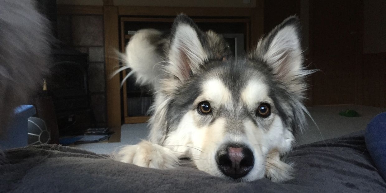 A dog resting its head on a gray surface, looking at the camera.