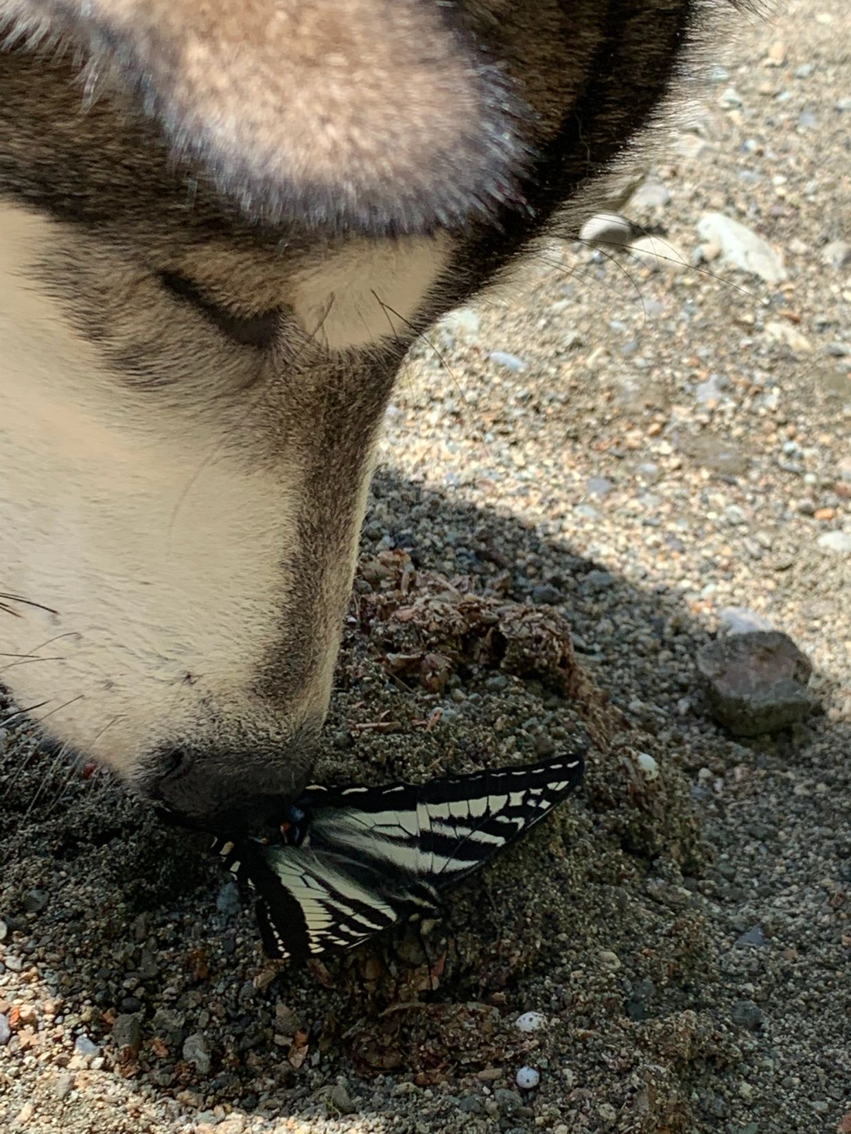 Dog sniffing a butterfly on the ground.