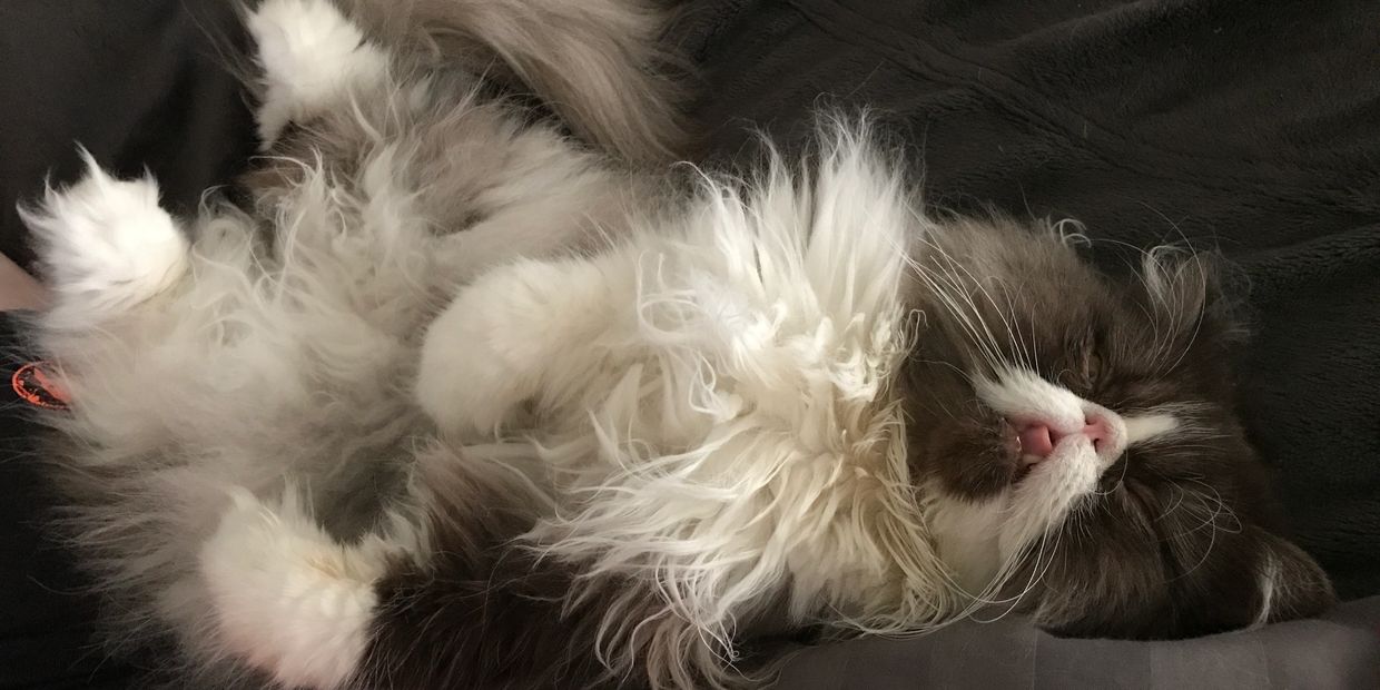 Fluffy cat sleeping on its back with tongue out.