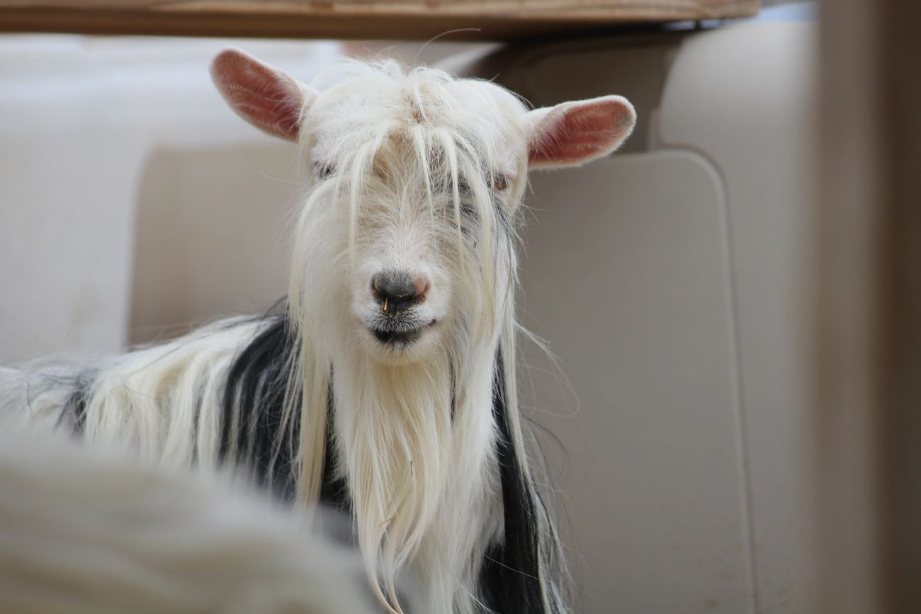 are australian shepherds good with goats