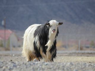 are australian shepherds good with goats