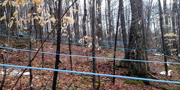 Sap lines in a sugarbush