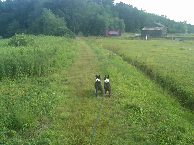 image430
