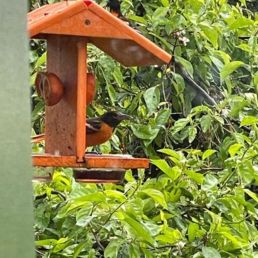 Birds perched on an orange bird feeder surrounded by green foliage.