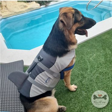 Flotador para perros modelo Tiburón Panama