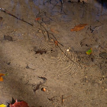 Waterbug, 2020, Pigment Print