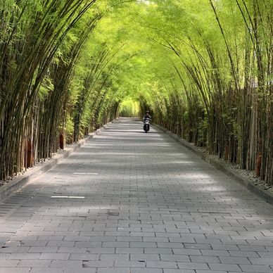 Bamboo forest Bali