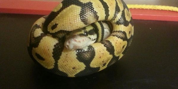 Hatchling pastel royal python 