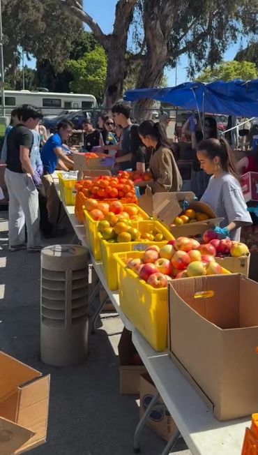 Volunteers sorting fresh fruits at an outdoor community event under sunny skies.